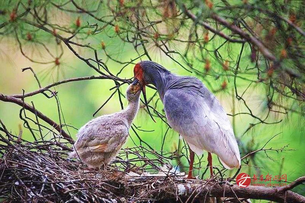 朱鹮哺育幼鳥(niǎo)
