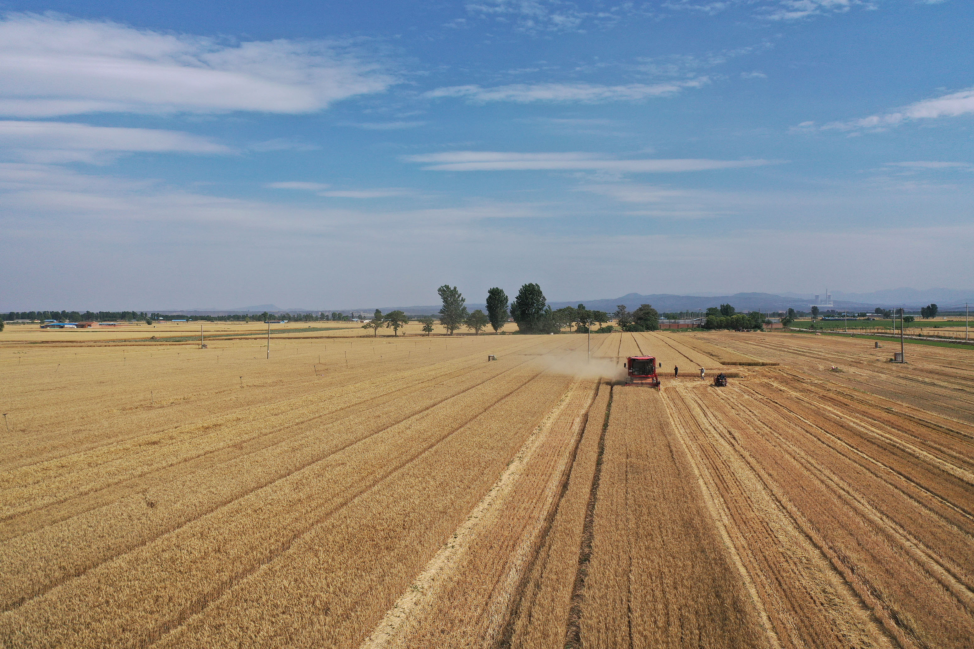2025年6月3日，河南焦作，溫縣黃河街道灘王莊村農(nóng)民駕駛收割機收獲小麥。