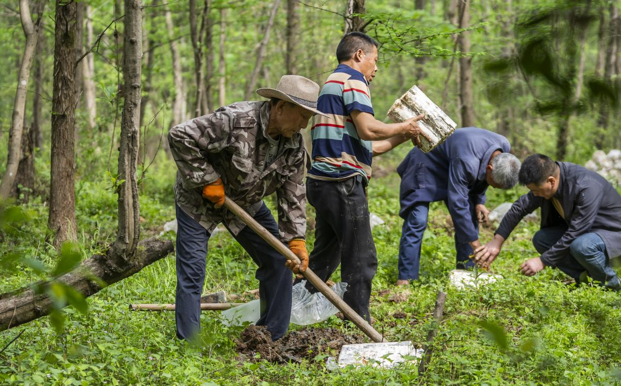 2025年4月16日，江西新余，仙女湖區(qū)河下鎮(zhèn)花園村林場(chǎng)，人們正在搬運(yùn)、栽植靈芝菌棒。